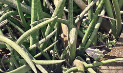 Sansevieria cylindrica