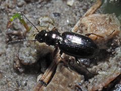 Bembidion properans