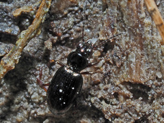 Bembidion properans