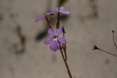 Isotoma hypocrateriformis