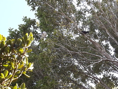 Hemiphaga novaeseelandiae