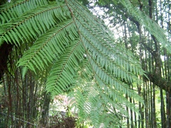Alsophila firma