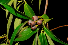 Schima superba kankaoensis