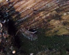 Orchesella villosa