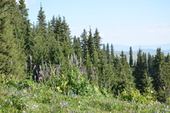 Aconitum leucostomum