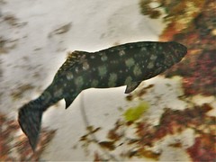 Aplodactylus westralis