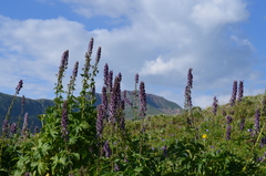 Aconitum leucostomum