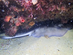 Trygonoptera personata