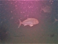 Seriola hippos