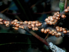 Eriococcus coriaceus