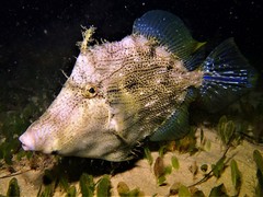 Chaetodermis penicilligerus