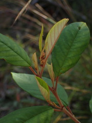 Pomaderris ligustrina