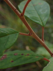 Pomaderris ligustrina