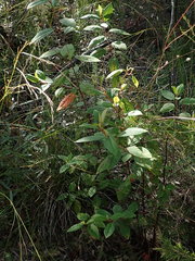 Pomaderris ligustrina