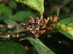 Pomaderris ligustrina
