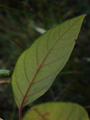 Pomaderris ligustrina