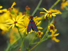 Zygaena dorycnii