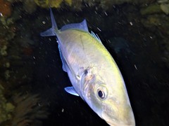 Pseudocaranx dentex