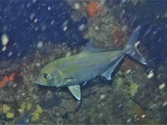 Seriola hippos