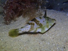 Scobinichthys granulatus