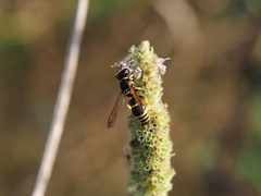 Allodynerus delphinalis
