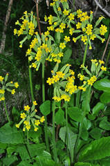 Primula intricata lofthousei