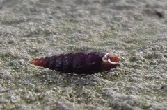 Clausilia