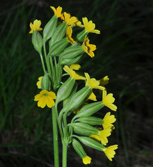 Primula intricata lofthousei
