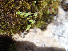 Drymaria leptophylla