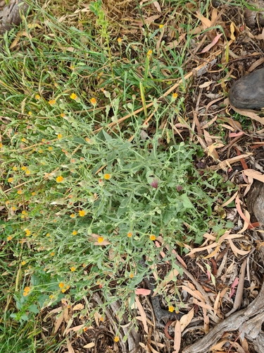 Representative image of Crepis foetida foetida