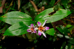 Tricyrtis lasiocarpa