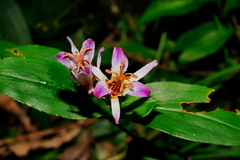 Tricyrtis lasiocarpa