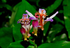 Tricyrtis lasiocarpa