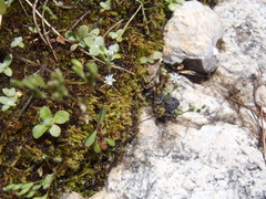 Drymaria leptophylla