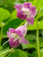Asystasia dalzelliana