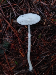 Lepiota sequoiarum