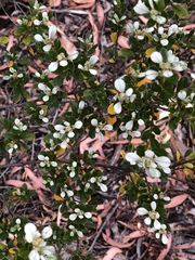 Spyridium spathulatum