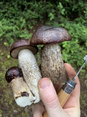 Leccinum largentii