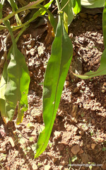 Nepenthes khasiana