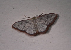 Idaea coercita