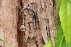 Cryptoblepharus pulcher pulcher