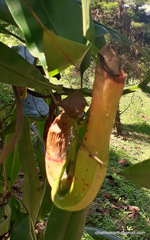 Nepenthes khasiana
