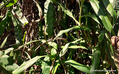 Nepenthes khasiana