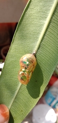 Euploea core