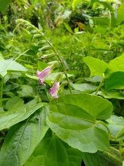 Asystasia dalzelliana