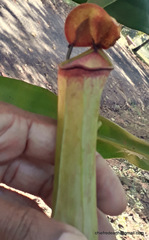 Nepenthes khasiana