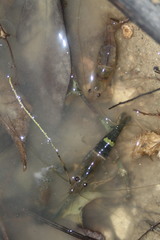 Macrobrachium americanum