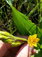 Hypoxis colchicifolia