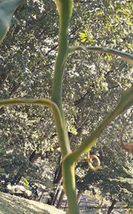 Nepenthes khasiana