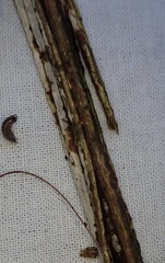 Litschauerella clematidis